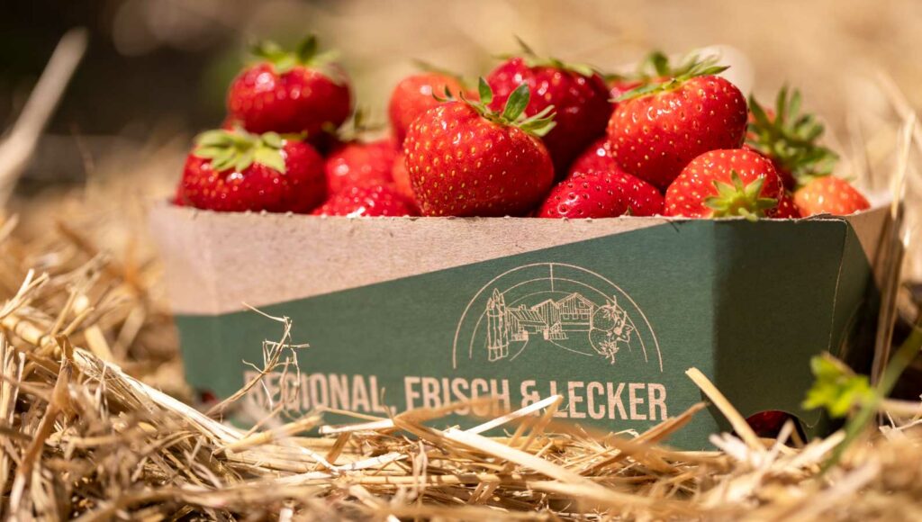 Erdbeeren selbst pflücken