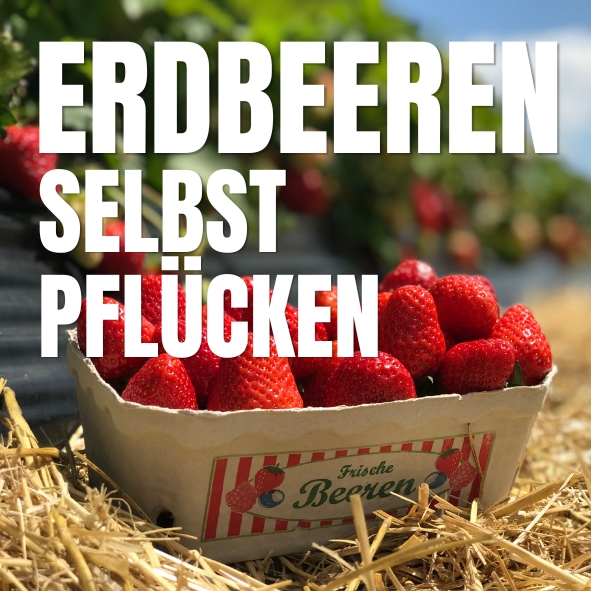 Erdbeeren selbst pflücken