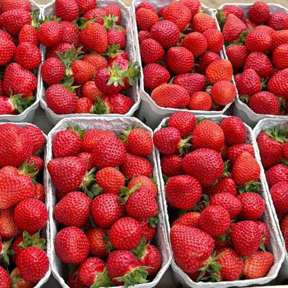 Verkaufsstand Erdbeeren Speyer
