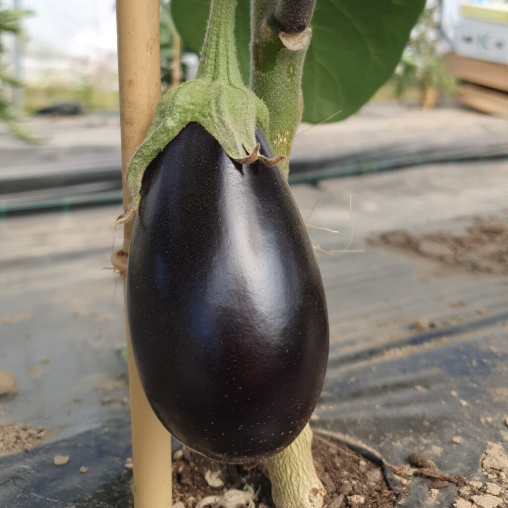 Aubergine