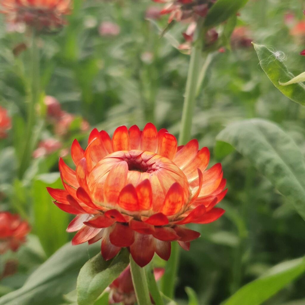Bauernblumen