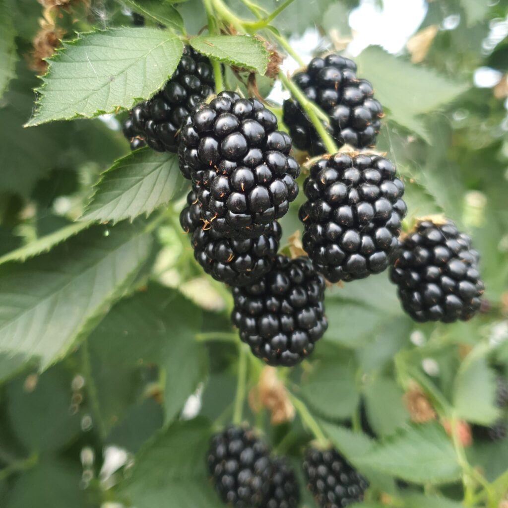 Brombeeren