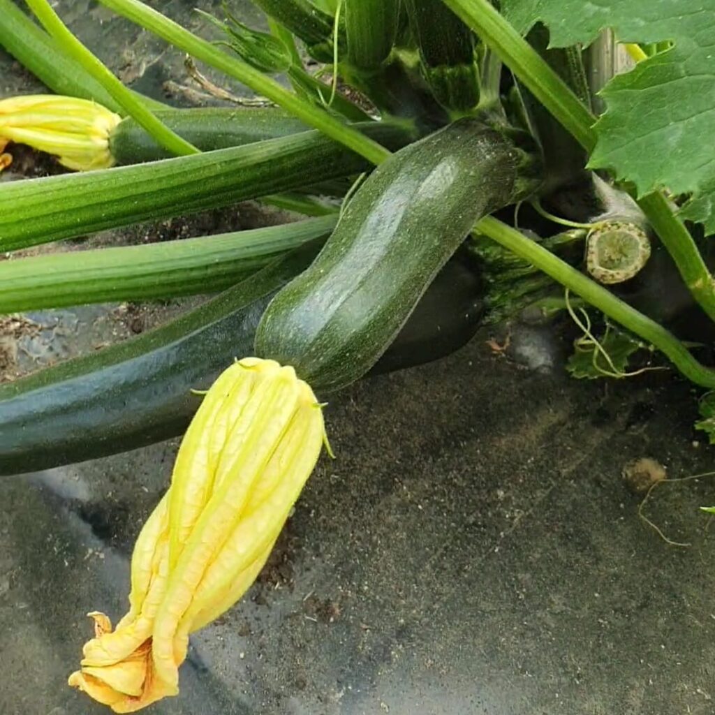 Zucchini