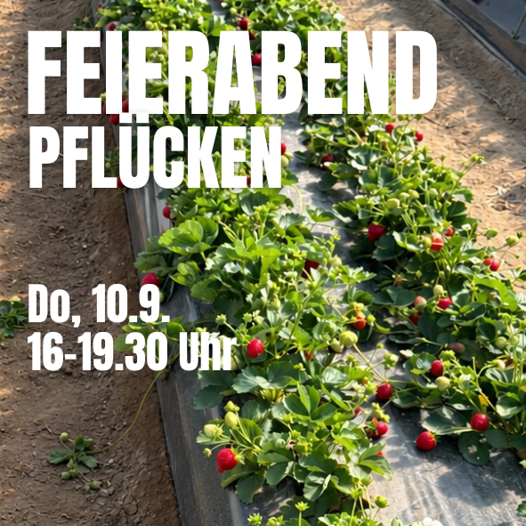 Feierabend pflücken Erdbeeren