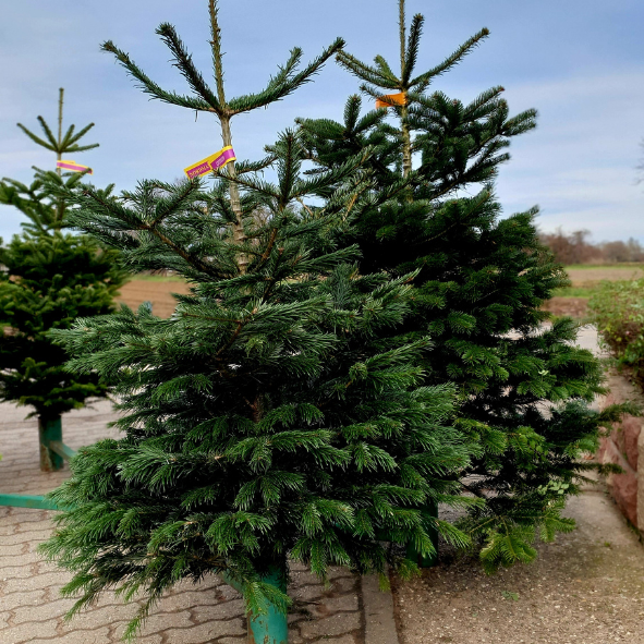 Weihnachtsbaum Tannenbaumverkauf Martinshof