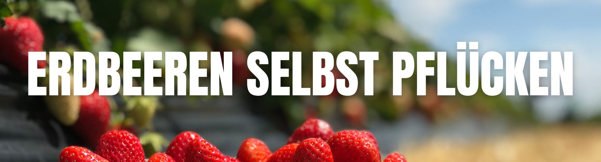 Erdbeeren selbst pflücken